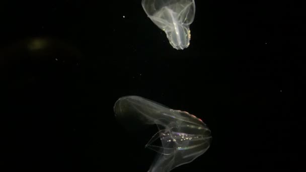 Jellyfish Bolinopsis Phacellophora Chamtschatica Beautiful Background Transparent Jellyfish Kamon Aquarium — Stock video