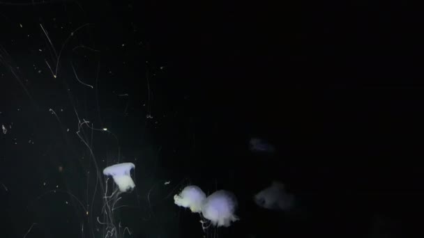 Medúzy Cyanea Lamarckii Kamon Aquarium Japonsko — Stock video