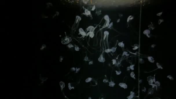 Jellyfish Chrysaora Quinquecirrha Kamon Aquarium Япония — стоковое видео