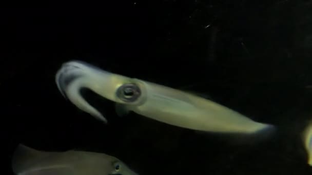 Squid Kamon Aquarium Japan — Stok video