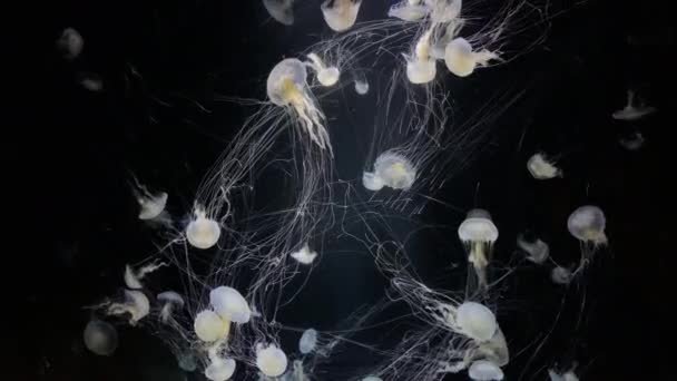 Jellyfish Chrysaora Lactea Kamon Aquarium Япония — стоковое видео