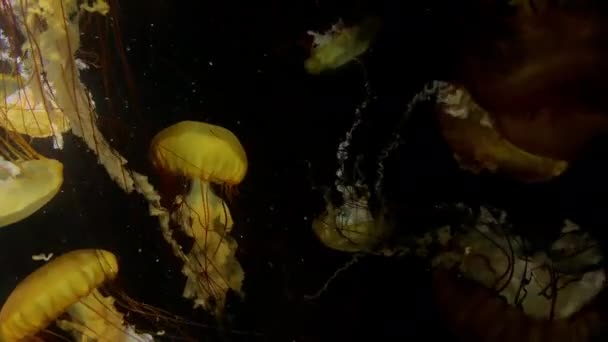 Jellyfish Chrysaora Fuscescens Kamon Aquarium Japan — Stock Video