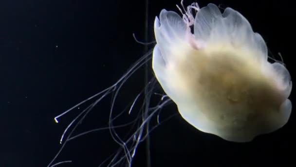 Jellyfish Cyanea Capillata Kamon Aquarium Japan — Stockvideo