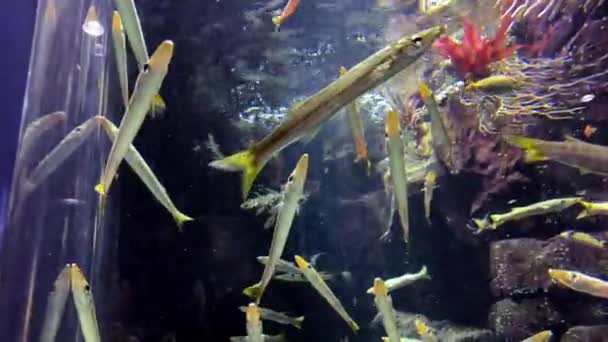 Sphyraena Pinguis Gunther Barracuda Sea Pike Group Fish Vertical Position — Video