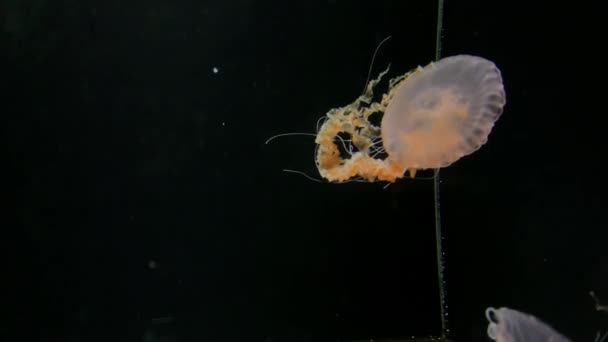 Jellyfish Chrysaora Achlyos Kamon Aquarium Japan — Stockvideo