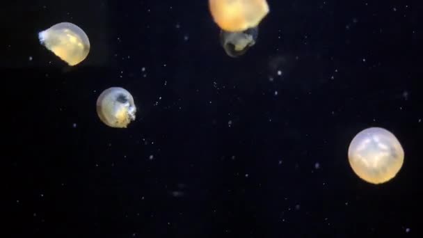 Jellyfish Rhizostoma Luteum Kamon Aquarium Japan — Vídeos de Stock