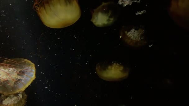Медузы Chrysaora Fuscescens Kamon Aquarium Япония — стоковое видео