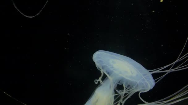 Jellyfish Sanderia Marayensis White Jellyfish Long Tentacles Kamon Aquarium Japan — Stockvideo