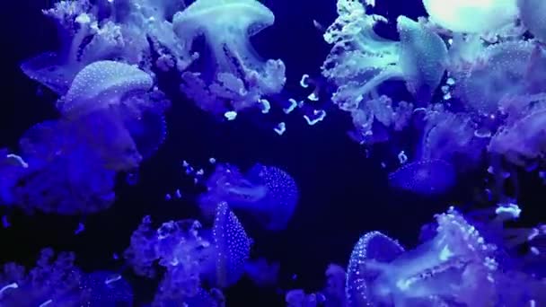 Jellyfish Mastigias Papua Kamon Aquarium Japan — Vídeo de Stock