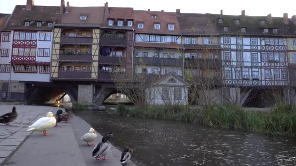 Ducks Front Famous Merchants Bridge Erfurt Gera River — 图库视频影像