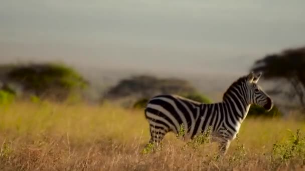 Lonely Zebra Wild — Stockvideo