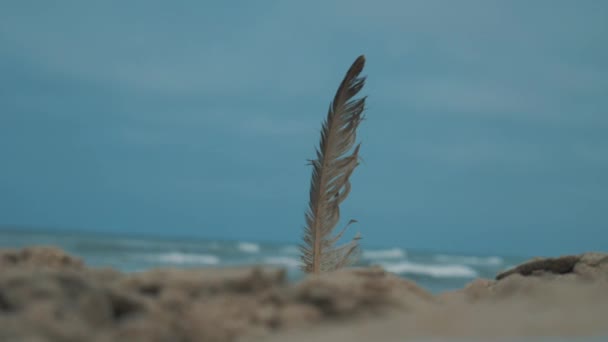 Close Feather Sand Front Ocean — Video