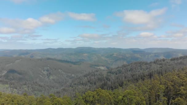 Forward Moving Aerial Shot Large Eucalyptus Tree Plantation Mountains Strzelecki — Stockvideo