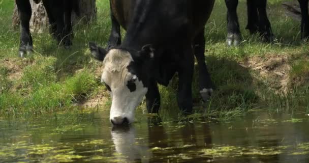 Close Shot Black White Cattle Drinking Farm Dam — Stok video
