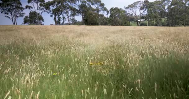 Wind Blowing Tall Grass Paddock Rural Victoria Australia — ストック動画