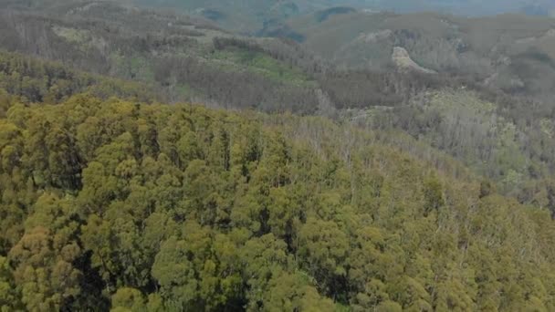 Birds Eye View Aerial Shot Eucalyptus Plantation Strzelecki Ranges Australia — Stockvideo