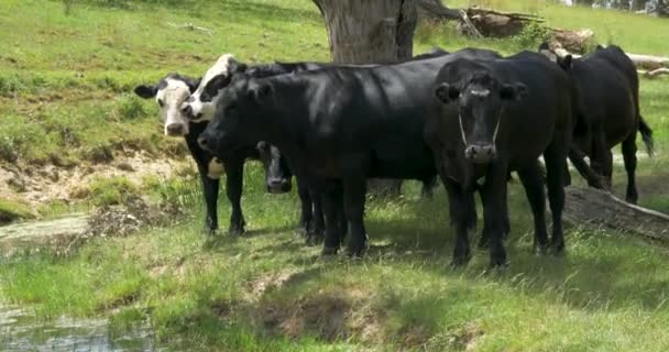 Tight Shot Black White Cattle Huddle Tree Next Dam Victoria — Stok video
