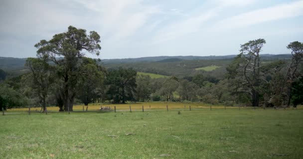 Wide Shot Big Cyprus Tree Rural Farmland Victoria Australia — Vídeo de Stock
