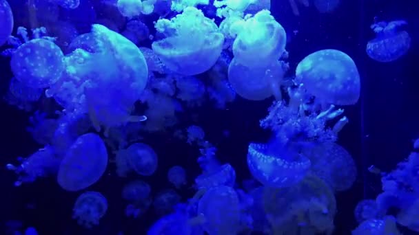 Jellyfish Mastigias Papua Kamon Aquarium Japan — Stock Video