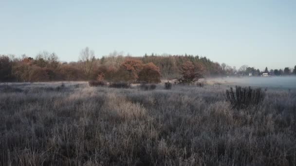 Early Morning Winter Landscape Tracking Shot Frost Covered Bushes Very — ストック動画