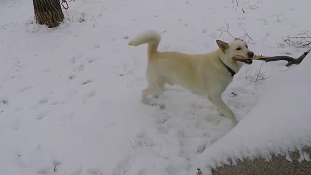 Slow Motion White Husky Dog Chewing Big Giant Tree Branch — ストック動画