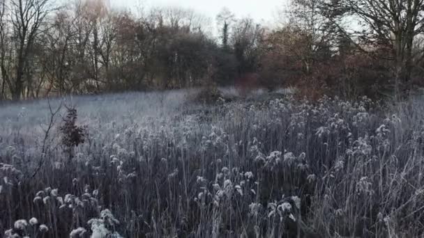 Early Morning Winter Landscape Tracking Shot Frost Covered Bushes Very — ストック動画