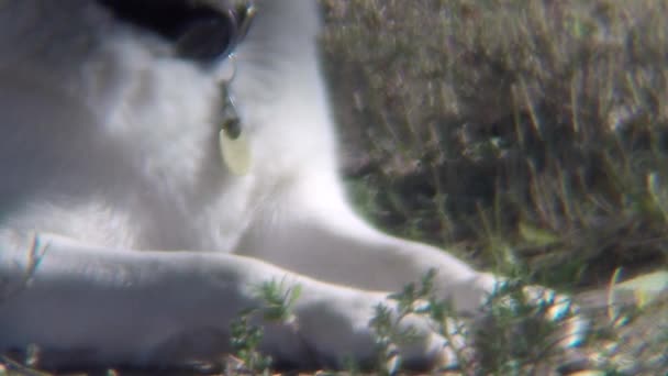 Close Dog Dog Collar His Neck Sitting Grass View His — Vídeos de Stock