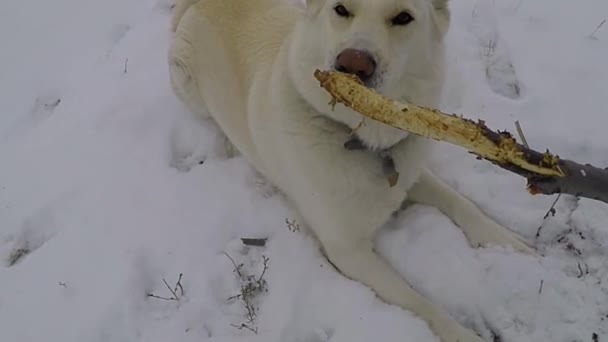 Slow Motion White Husky Dog Chewing Tree Branch Snow — Video Stock
