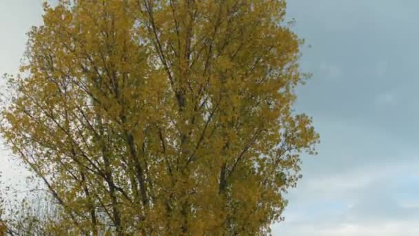 Strong Autumn Wind Blows Huge Yellow Tree Berlin Germany — Vídeo de Stock