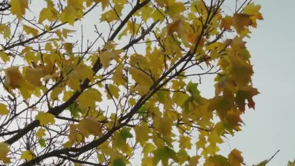 Autumn Leaves Blowing Miserable Cold Wind Berlin Germany — Stockvideo