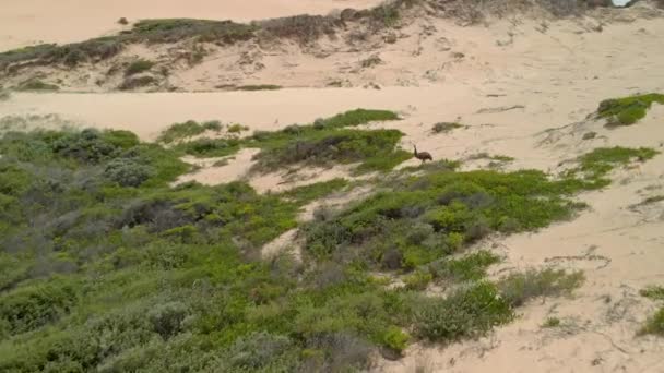 Forward Moving Aerial Shot Emu Large Landscape Sand Dunes — Stockvideo