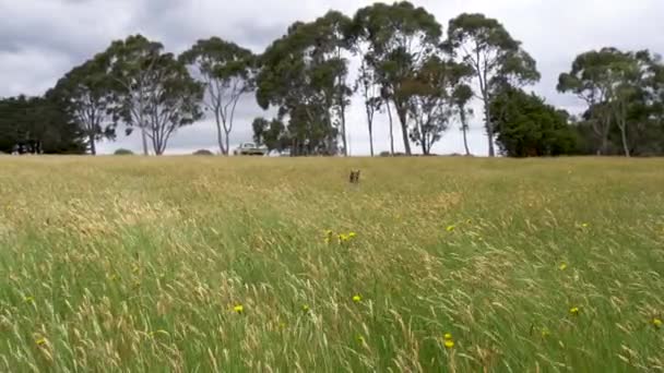 Slow Motion Shot Kelpie Sheep Dog Leaping Tall Grass Farm — Stockvideo