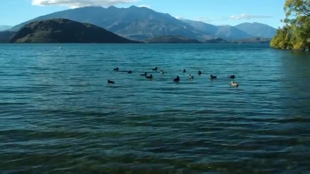 Ducks Swim Lake Wanaka Sunny Day Southern Alps Background Lake — ストック動画