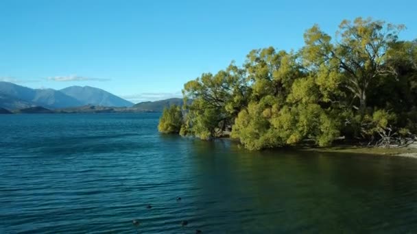 Pedestal Shot Scene Starts Ducks Swim Lake Wanaka Ends Wide — Vídeos de Stock
