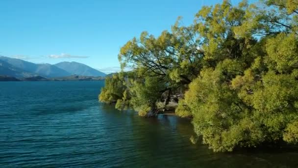 Aerial View Trees Shore Lake Wanaka Wide Shot Lake Mountains — Stockvideo