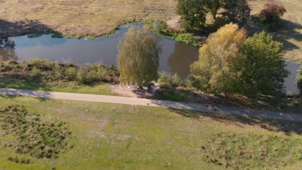 Backing Away Horses Stand Shadow Tree Unrestricted Part Greenery Revealing — Video Stock