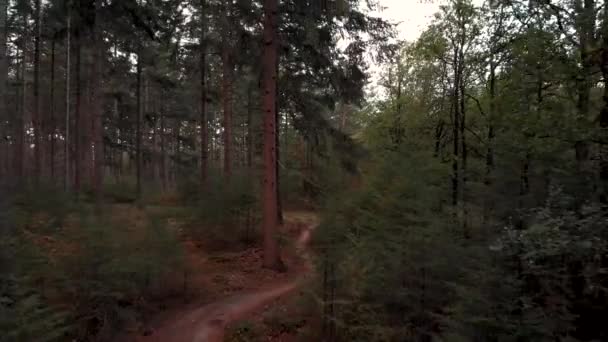 Медленное Движение Назад Лесной Лошадиной Дорожке Велосипедной Дорожке Блуждающей Через — стоковое видео