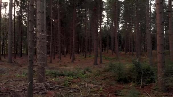 Dramatic Slow Movement Backwards Dens Forest Conifers Branches Popping Either — Stok video