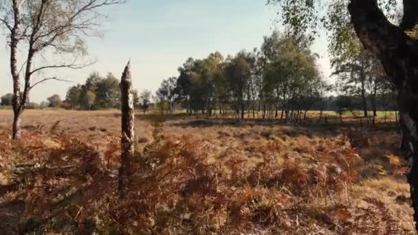 Slow Sliding Forward Coming Out Moorland Forest Revealing Wider Dry — Stockvideo