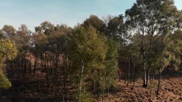 Slowly Panning Ground Level Top Birch Tree Going Higher Forest — Stockvideo