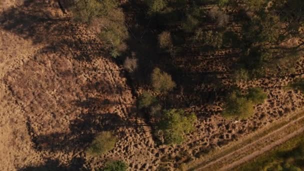 Top View Moorland Birch Forest Two Parts First Slowly Descending — Stockvideo