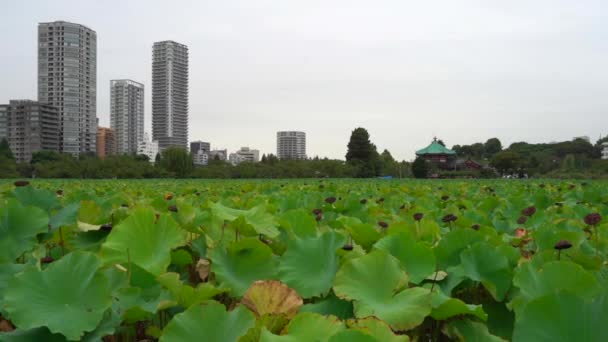 Ueno Park Landscape Footage — Stok video