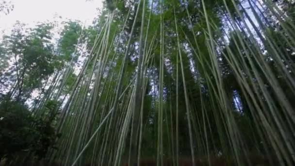 Arashiyama Bamboo Forest Path — Video Stock