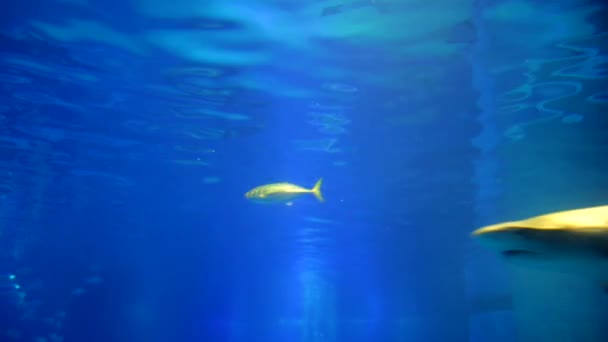 Osaka Aquarium Main Tank — стокове відео