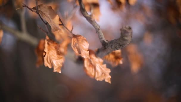 Colorful Leaves Winter Location Normafa Budapest Hungary Recorded Canon Leica — Stockvideo