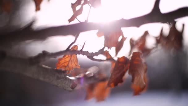 Colorful Leaves Winter Location Normafa Budapest Hungary Recorded Canon Leica — Stockvideo