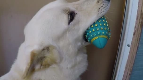 White Husky Dog Blue Dog Toy His Mouth Waits Door — Vídeo de stock