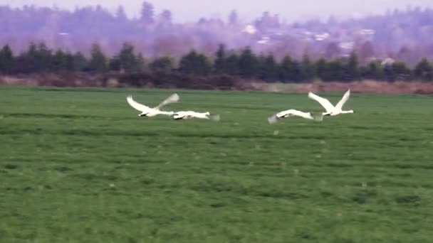 Four Trumpeter Swans Flying Low Field Sunset Snohomish Valley — Video Stock