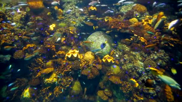 Osaka Aquarium Tropical Fish — стоковое видео