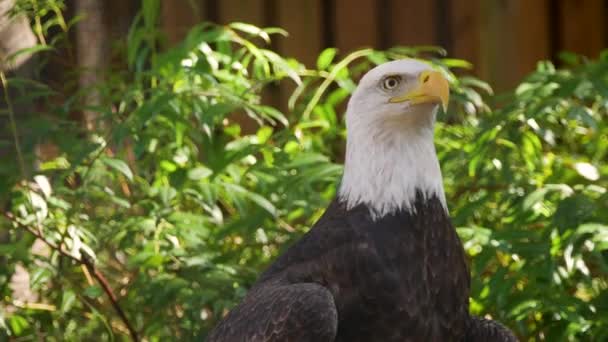 Close Bald Eagle Attentively Looking Its Surroundings Green Bushes Wooden — 비디오